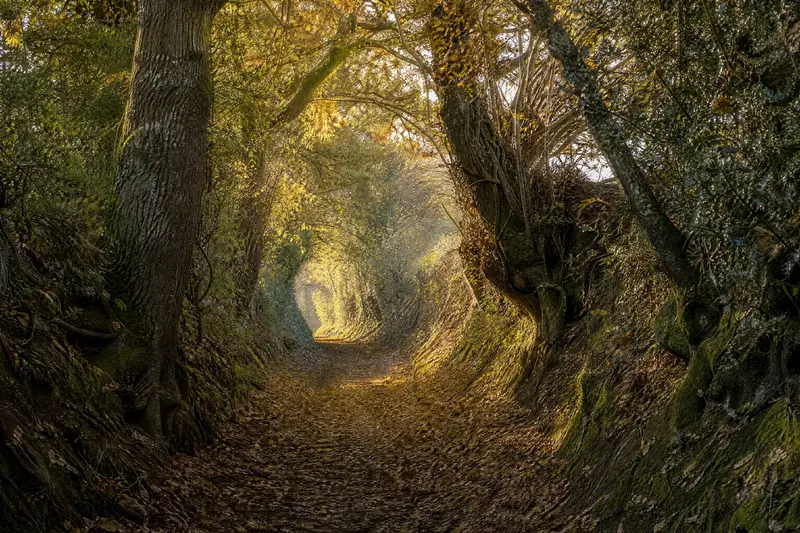 Un chemin creux entre deux haies, sur le parcours de la randonnée.